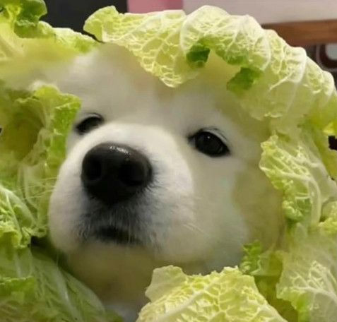 image-20220412212559668